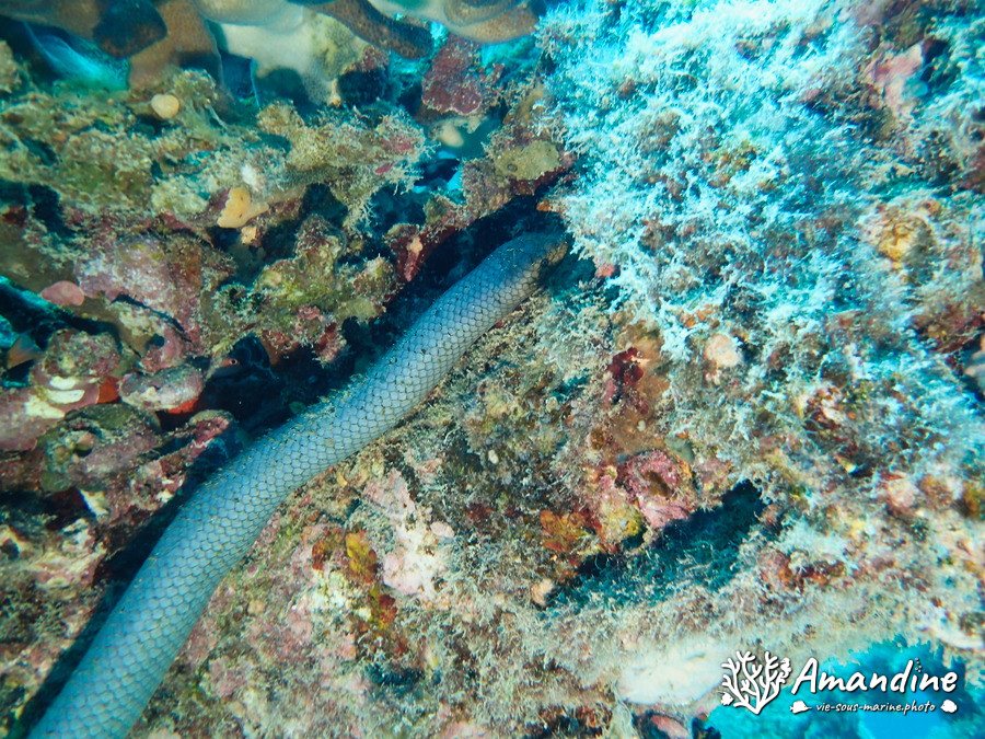 Aipysurus laevis