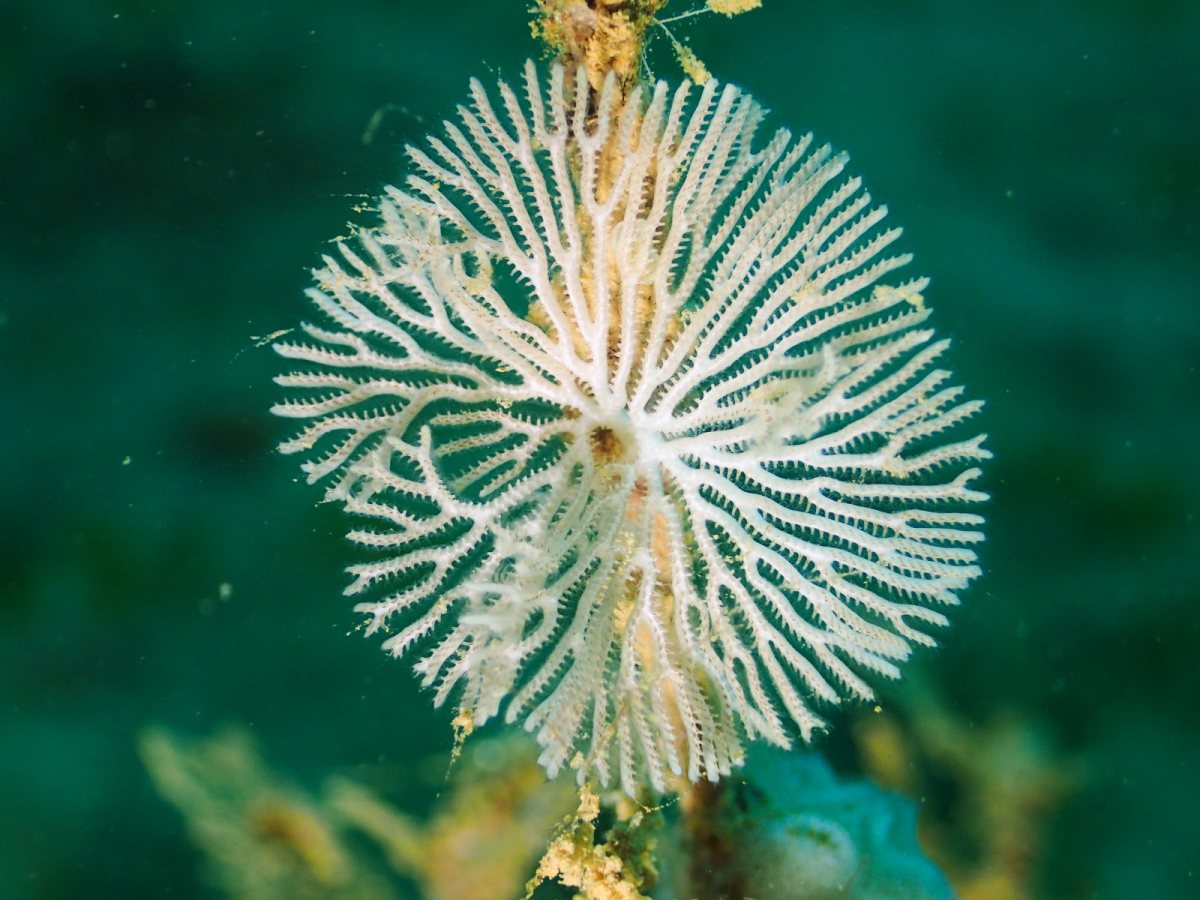 Bryozoaire