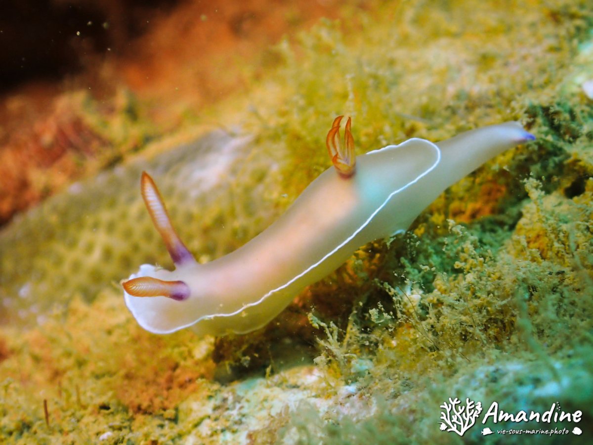 Hypselodoris bullockii