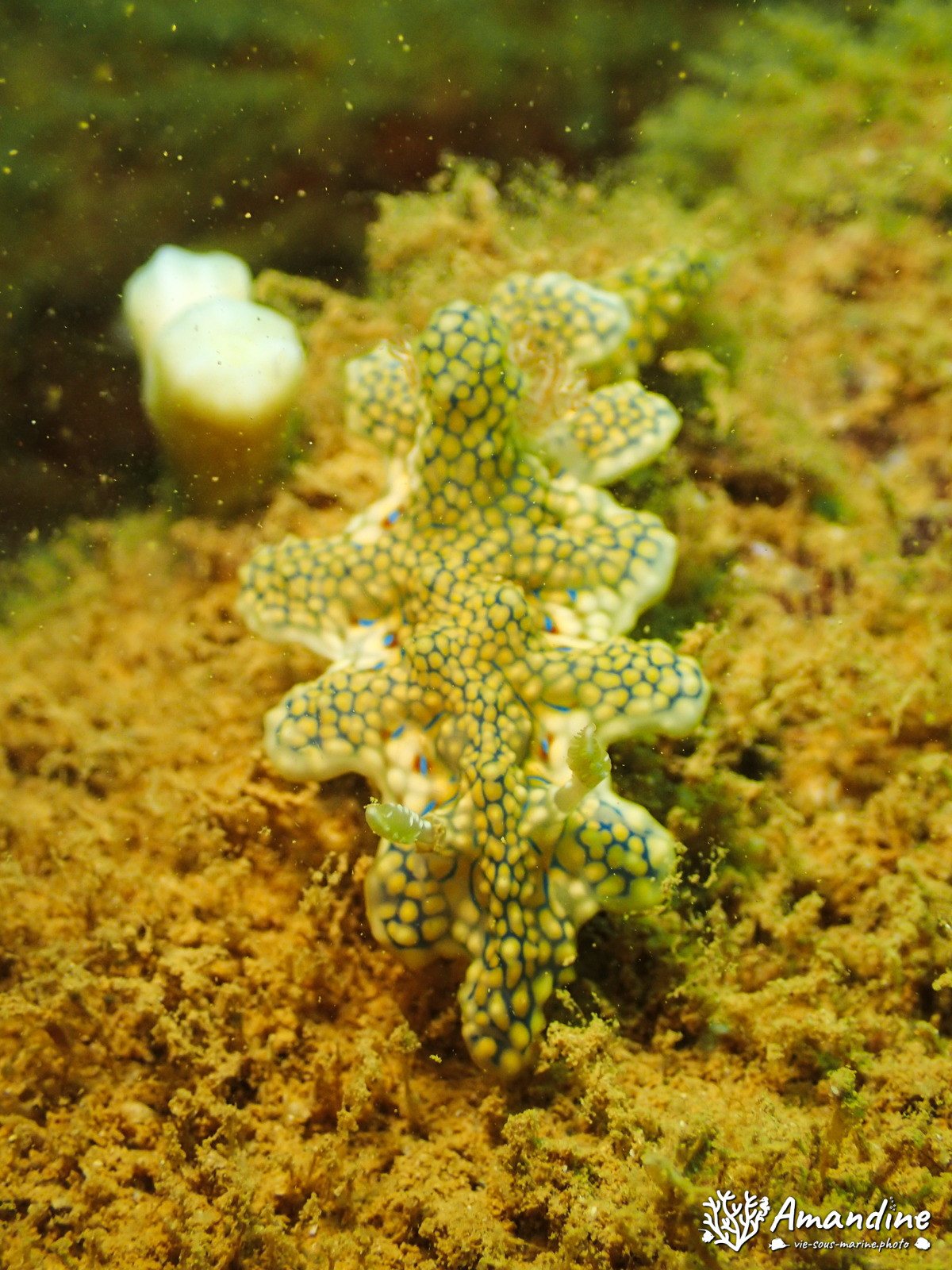 Ceratosoma sinuatum