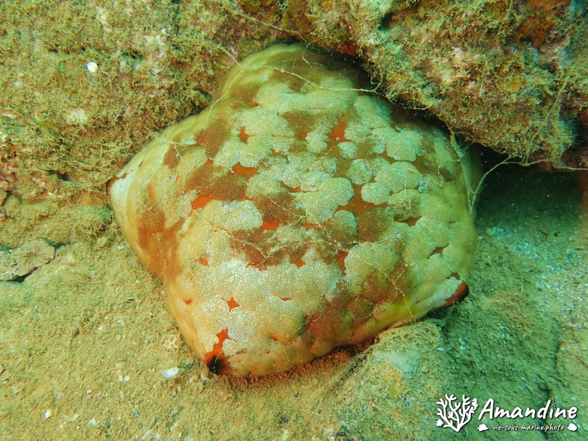Culcita novaeguineae