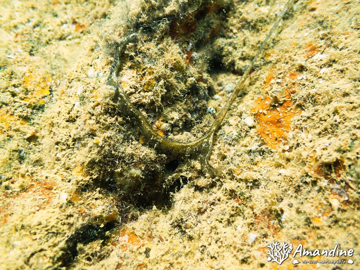 Bonellia sp.