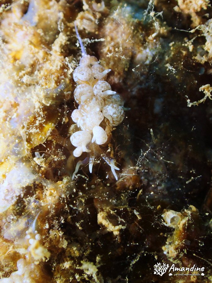 Baeolidia moebii