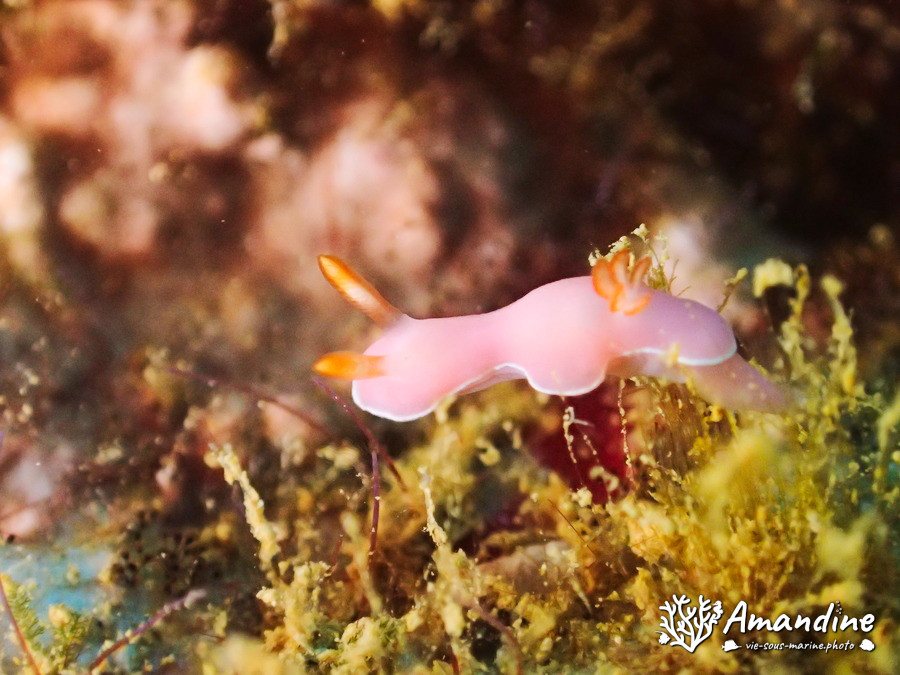 Verconia romeri
