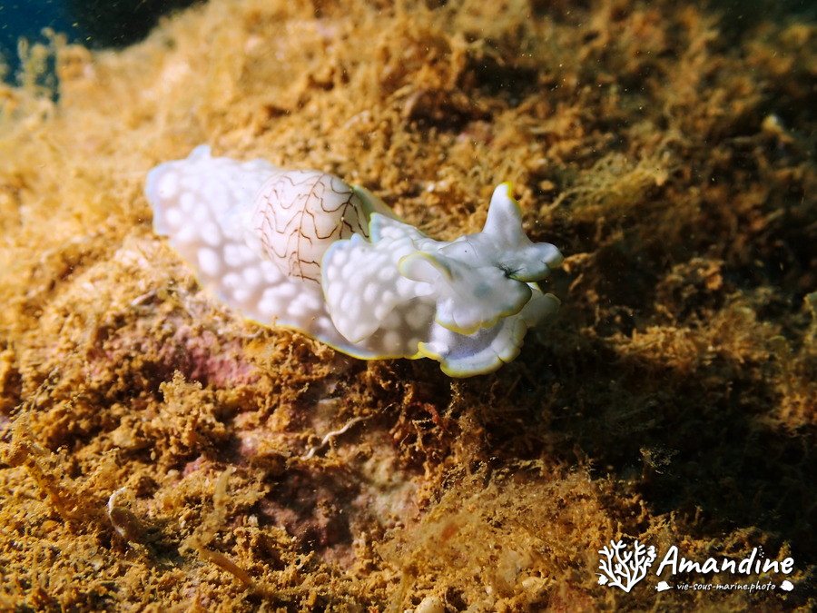 Micromelo undatus
