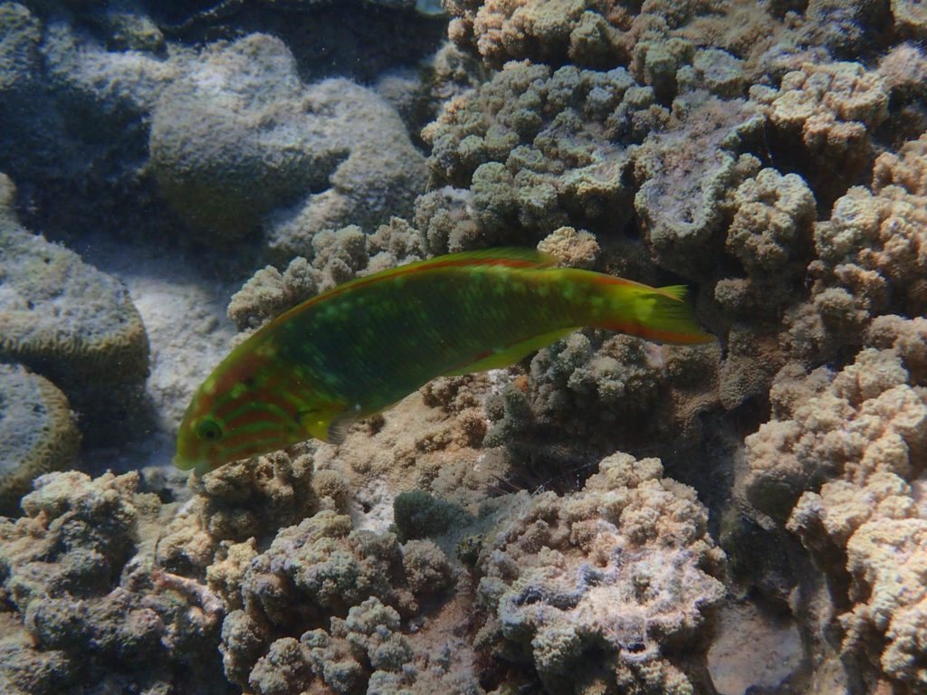 Thalassoma lutescens