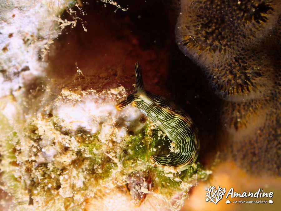 Thuridilla bayeri