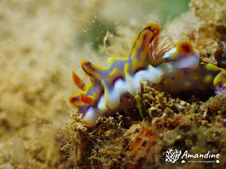 Ceratosoma magnificum