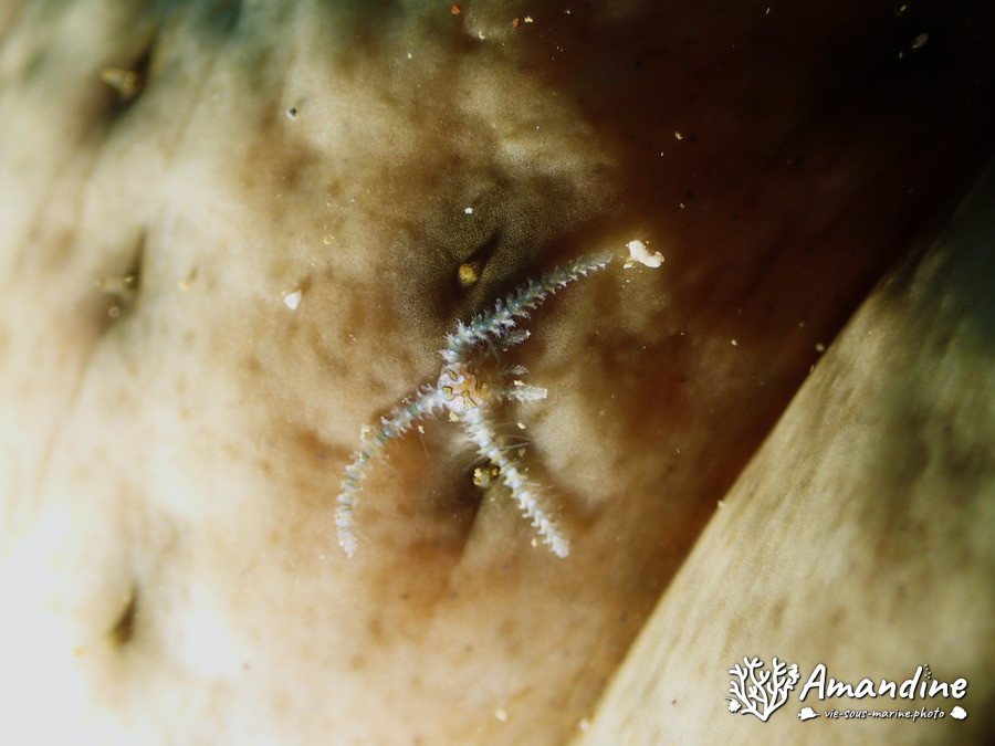 Ophiactis sp.
