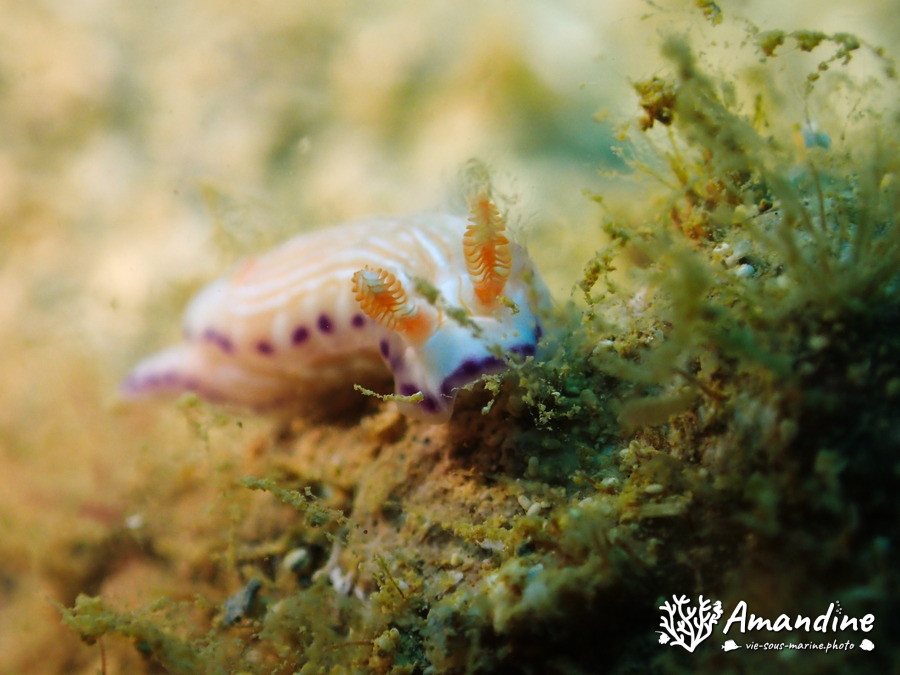 Hypselodoris katharinae