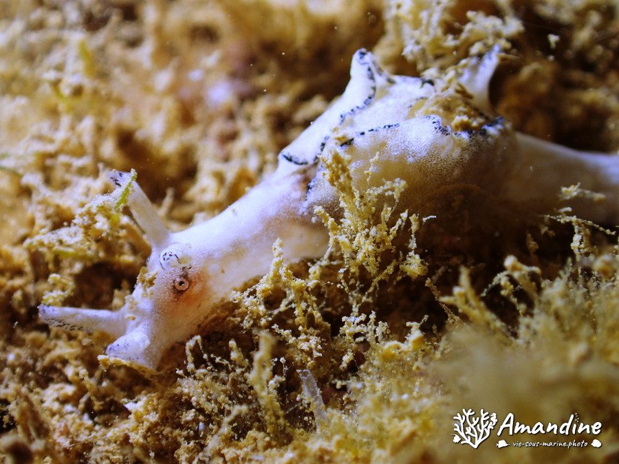 Lièvre de mer (anaspidé)