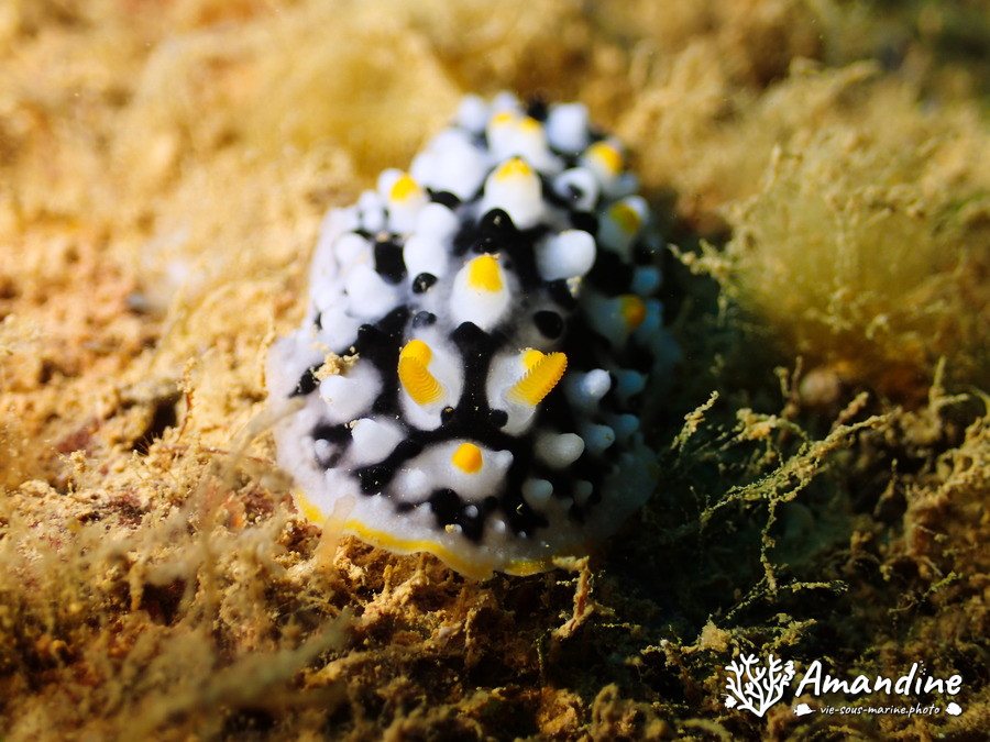 Phyllidia exquisita