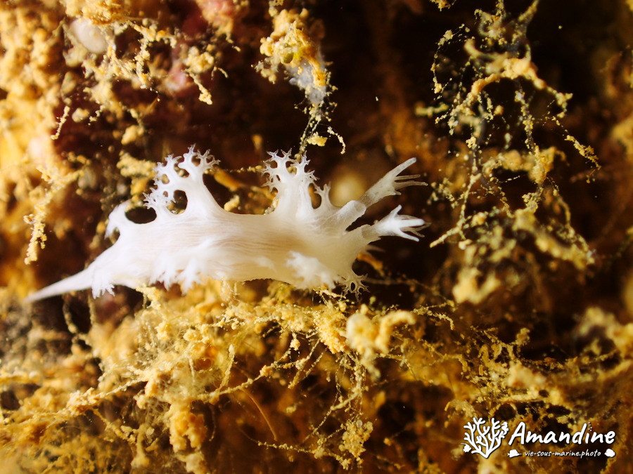 Tritoniopsis elegans