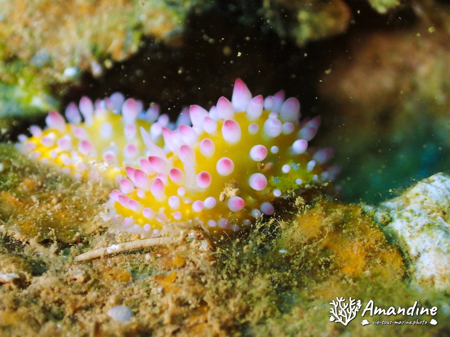 Cadlinella ornatissima