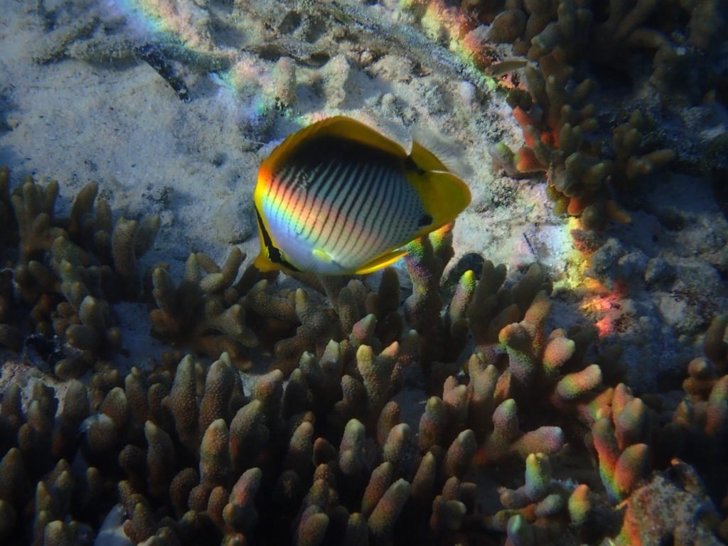 Chaetodon melannotus