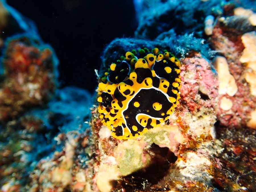 Phyllidia ocellata
