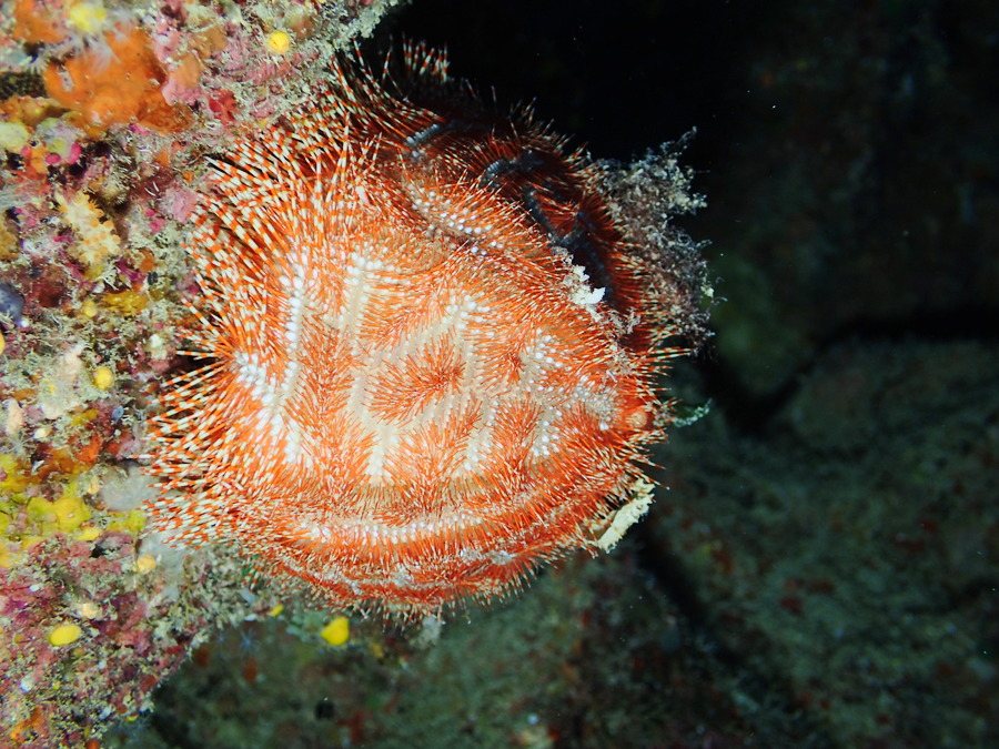 Salmacis belli
