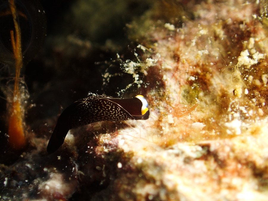 Mariaglaja inornata