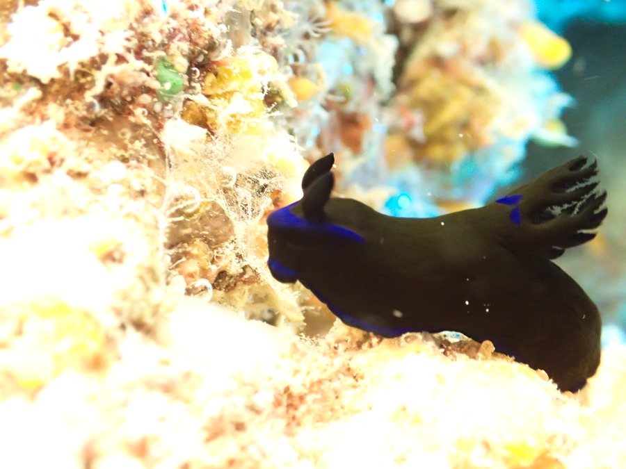 Tambja morosa