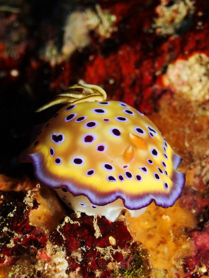 Mollusques