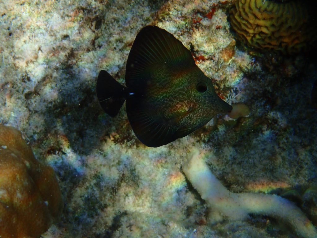 Zebrasoma scopas