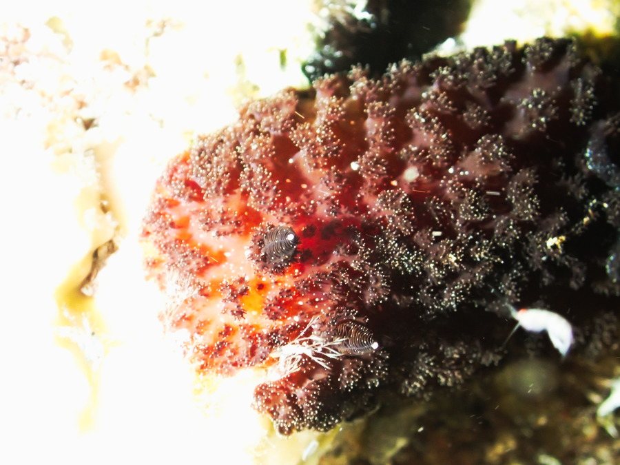 Nudibranche