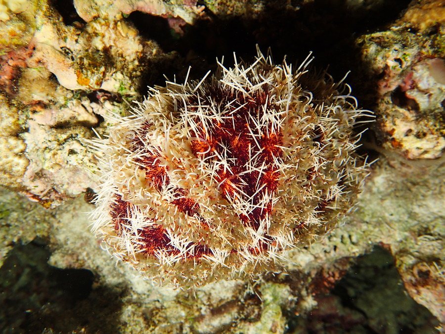 Tripneustes gratilla