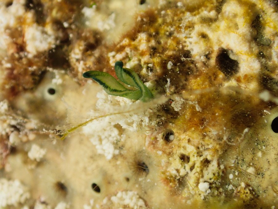 Bonellia sp.