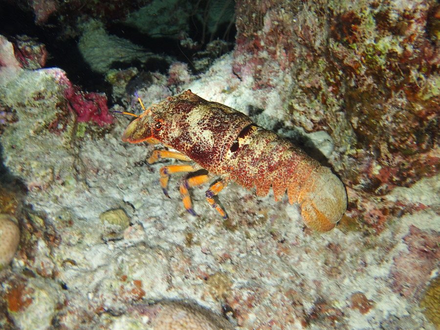 Scyllarides squammosus