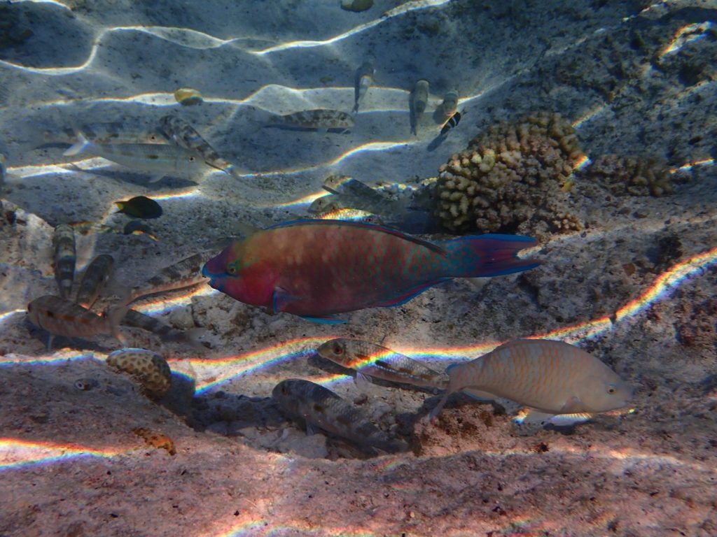 Scarus rivulatus