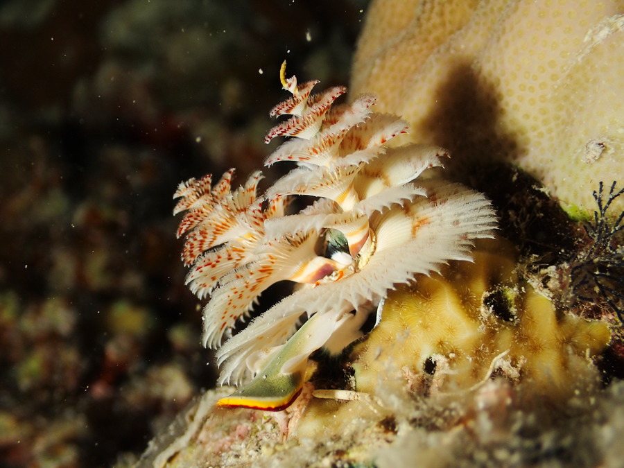 Spirobranchus corniculatus