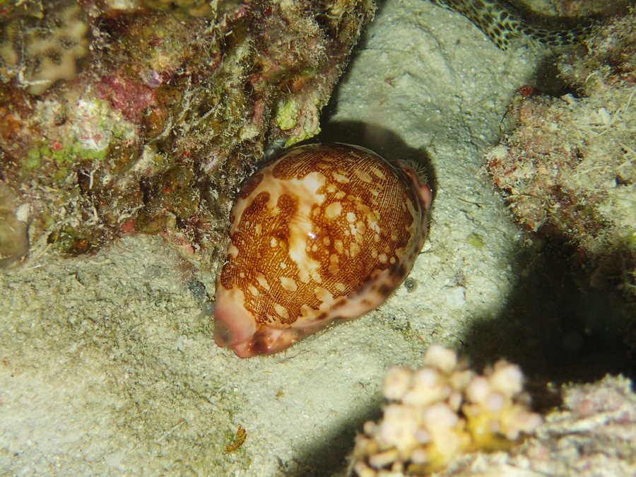 Mollusques