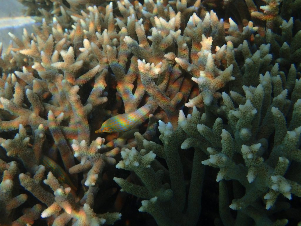 Oxymonacanthus longirostris