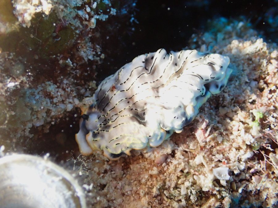 Dermatobranchus gonatophora
