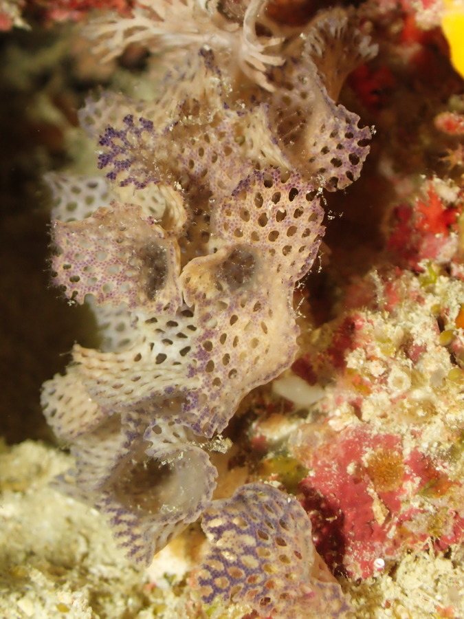 Lophophoriens