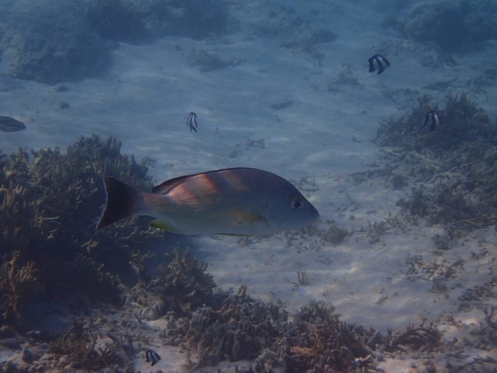 Lutjanus fulvus