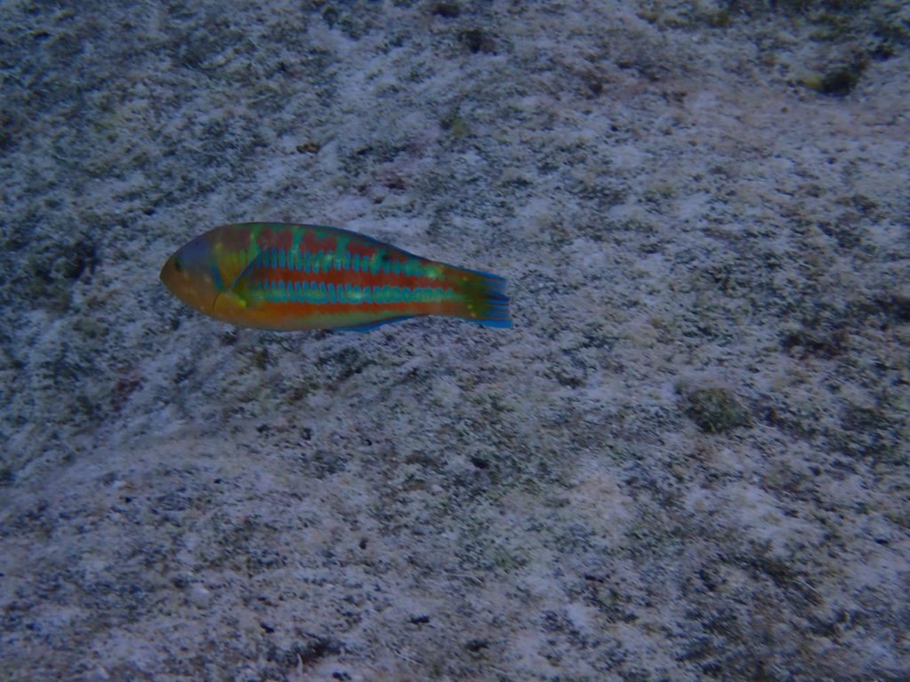 Thalassoma trilobatum