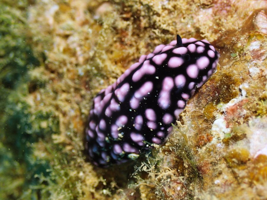 Phyllidiella pustulosa