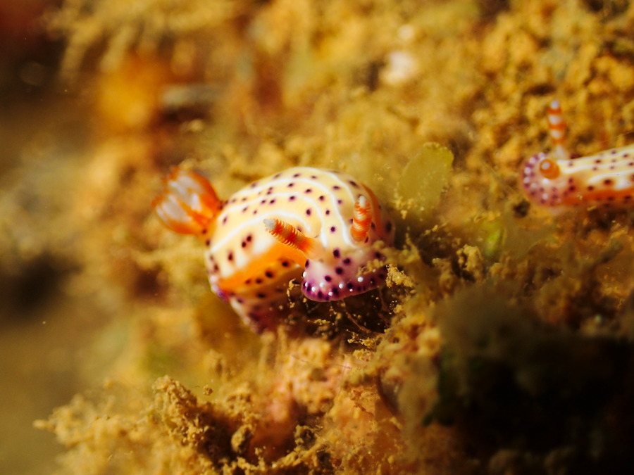 Hypselodoris maculosa