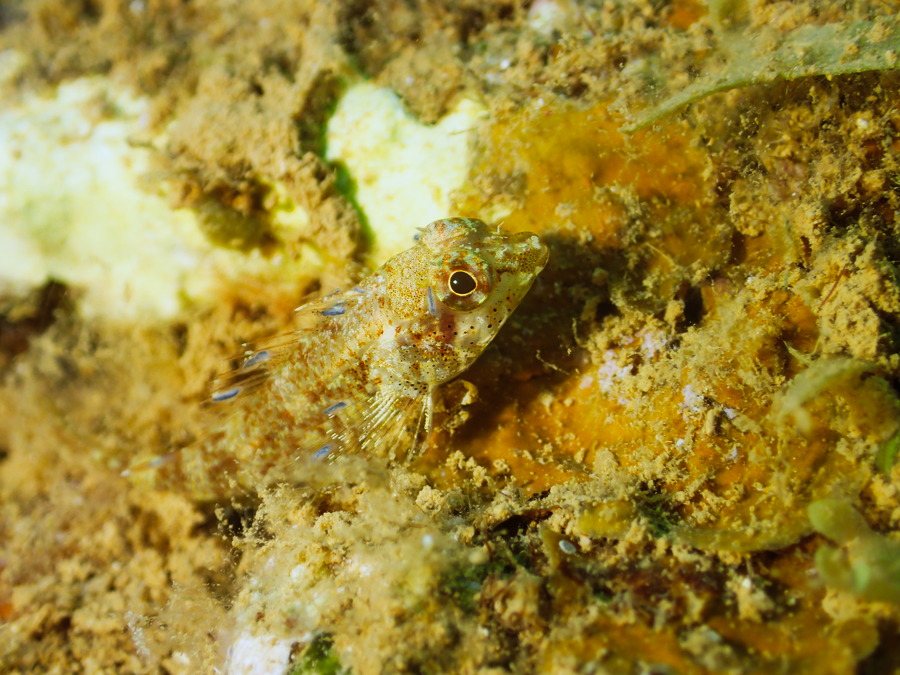 Norfolkia brachylepis