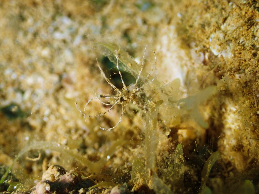 Lanice conchilega