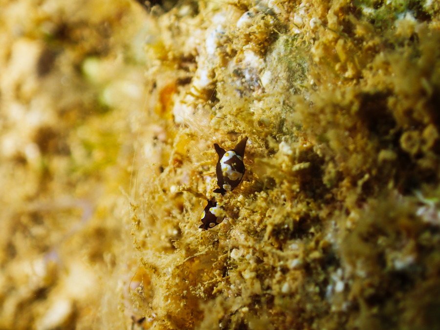 Colpodaspis thompsoni