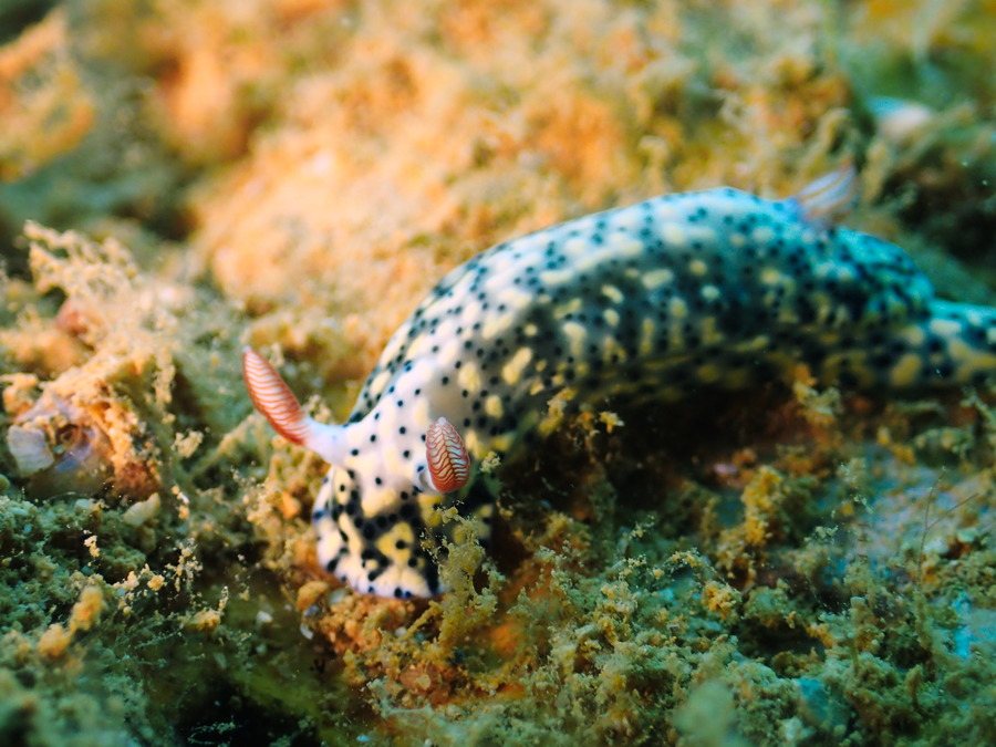 Hypselodoris infucata