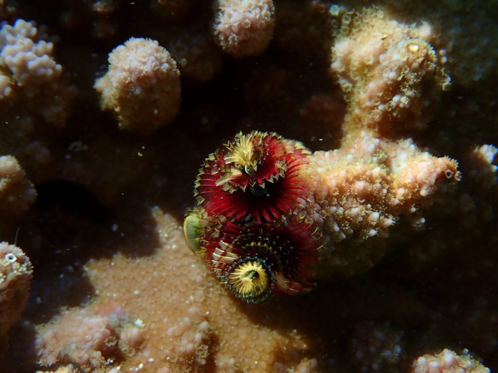 Spirobranchus corniculatus