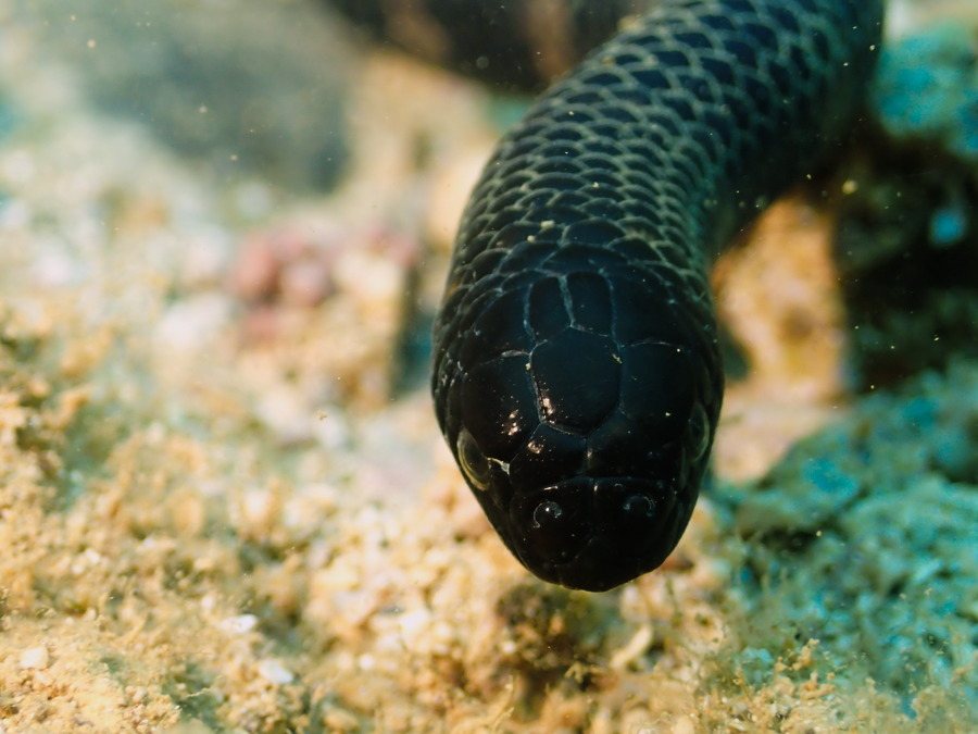 Emydocephalus annulatus