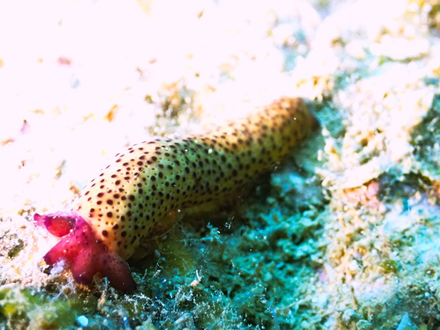 Étoile de mer