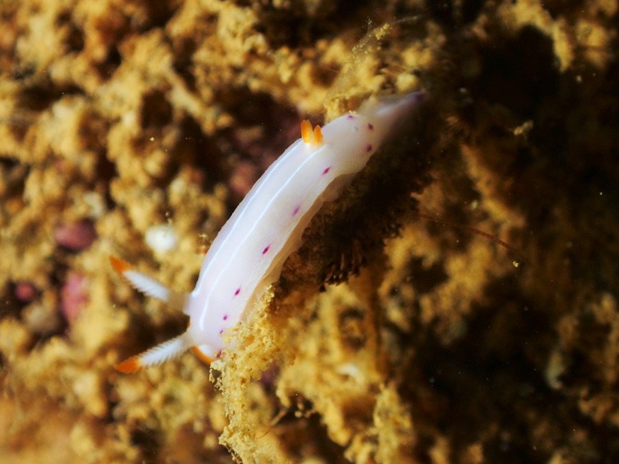 Thorunna florens