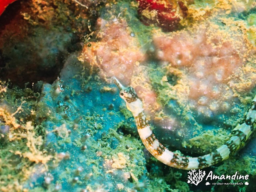 Corythoichthys amplexus
