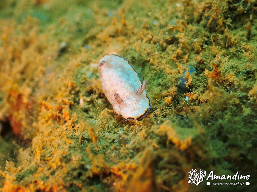 Goniobranchus preciosa