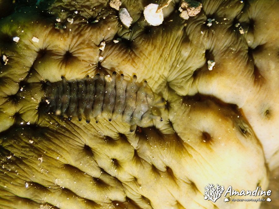 Organismes vermiformes